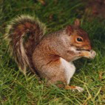 Eichhoernchen