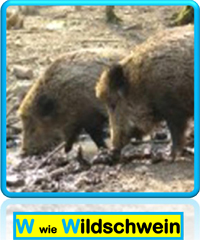 Wildschwein